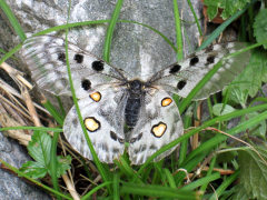 farfalla