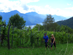passeggia nel vigneto