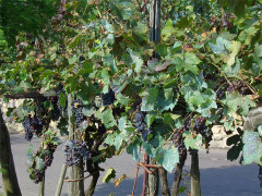 vino e grappoli d'uva